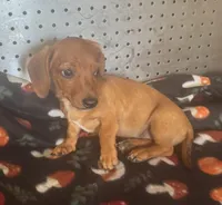 Lacey, a female Miniature Dachshund for sale in Ward, AR – Photo 4 of 5