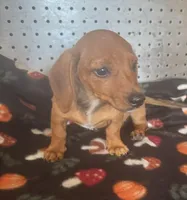 Lacey, a female Miniature Dachshund for sale in Ward, AR – Photo 2 of 5