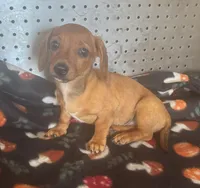 Lacey, a female Miniature Dachshund for sale in Ward, AR – Photo 1 of 5
