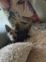 Benji, a male Yorkshire Terrier for sale in Ward, AR – 3 of 4