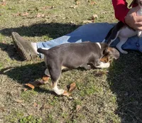 Sami, a male Beagle for sale in Ward, AR – Photo 5 of 6