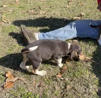 Sami, a male Beagle for sale in Ward, AR – Photo 6 of 6