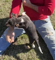 Sami, a male Beagle for sale in Ward, AR – Photo 3 of 6