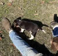 Sami, a male Beagle for sale in Ward, AR – Photo 4 of 6