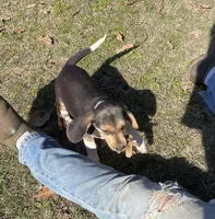 Sami, a male Beagle for sale in Ward, AR – Photo 1 of 6