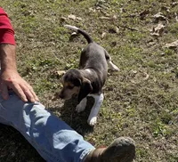 Sami, a male Beagle for sale in Ward, AR – Photo 2 of 6
