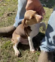 Ruger, a male Beagle for sale in Ward, AR – Photo 5 of 6