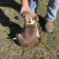 Ruger, a male Beagle for sale in Ward, AR – Photo 2 of 6