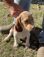 Ruger, a male Beagle for sale in Ward, AR – Photo 1 of 6