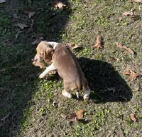 Ruger, a male Beagle for sale in Ward, AR – Photo 6 of 6