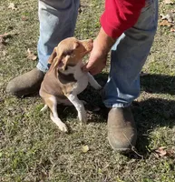 Ruger, a male Beagle for sale in Ward, AR – Photo 4 of 6