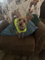 Benji, a male Yorkshire Terrier for sale in Ward, AR – 3 of 7
