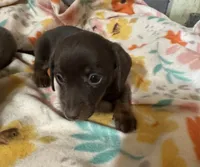 Lucy, a female Miniature Dachshund for sale in Ward, AR – Photo 7 of 8