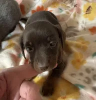 Lucy, a female Miniature Dachshund for sale in Ward, AR – Photo 6 of 8