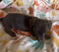 Lucy, a female Miniature Dachshund for sale in Ward, AR – Photo 2 of 8