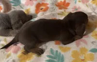 Lucy, a female Miniature Dachshund for sale in Ward, AR – Photo 3 of 8