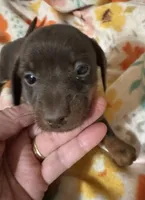 Lucy, a female Miniature Dachshund for sale in Ward, AR – Photo 8 of 8