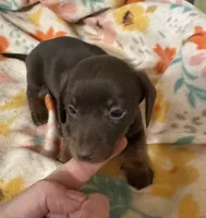 Lucy, a female Miniature Dachshund for sale in Ward, AR – Photo 1 of 8