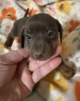 Lucy, a female Miniature Dachshund for sale in Ward, AR – Photo 5 of 8