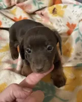 Lucy, a female Miniature Dachshund for sale in Ward, AR – Photo 4 of 8