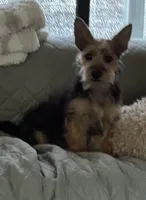 Benji, a male Yorkshire Terrier for sale in Ward, AR – 2 of 4