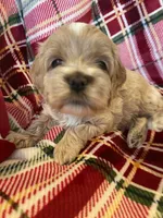 processed/9863ffe6-bf11-4614-bbf6-f1734a9f2137/facility/96953a08-f5cb-48ed-99f3-e1f9fc08066a