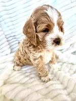 Lumalee, a female Cockapoo for sale in Saint Stephen, SC – Photo 3 of 9