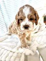 Lumalee, a female Cockapoo for sale in Saint Stephen, SC – Photo 5 of 9