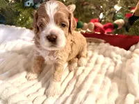 Lumalee, a female Cockapoo for sale in Saint Stephen, SC – Photo 7 of 9