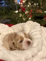 Lumalee, a female Cockapoo for sale in Saint Stephen, SC – Photo 8 of 9