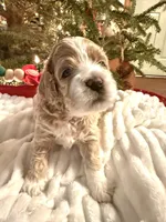Lumalee, a female Cockapoo for sale in Saint Stephen, SC – Photo 6 of 9