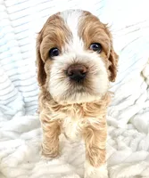 Lumalee, a female Cockapoo for sale in Saint Stephen, SC – Photo 1 of 9