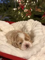 Lumalee, a female Cockapoo for sale in Saint Stephen, SC – Photo 9 of 9