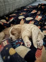 Amelia, a female Cockapoo for sale in Saint Stephen, SC – Photo 8 of 8