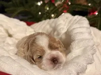 Amelia, a female Cockapoo for sale in Saint Stephen, SC – Photo 4 of 8