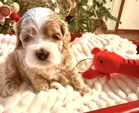 Amelia, a female Cockapoo for sale in Saint Stephen, SC – Photo 1 of 8