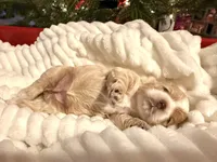 Amelia, a female Cockapoo for sale in Saint Stephen, SC – Photo 2 of 8