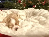 Amelia, a female Cockapoo for sale in Saint Stephen, SC – Photo 5 of 8