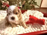 Amelia, a female Cockapoo for sale in Saint Stephen, SC – Photo 7 of 8