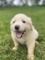 Carrie, a female Great Pyrenees for sale in Vale, NC – 3 of 3