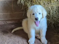 Carrie, a female Great Pyrenees for sale in Vale, NC – 2 of 3