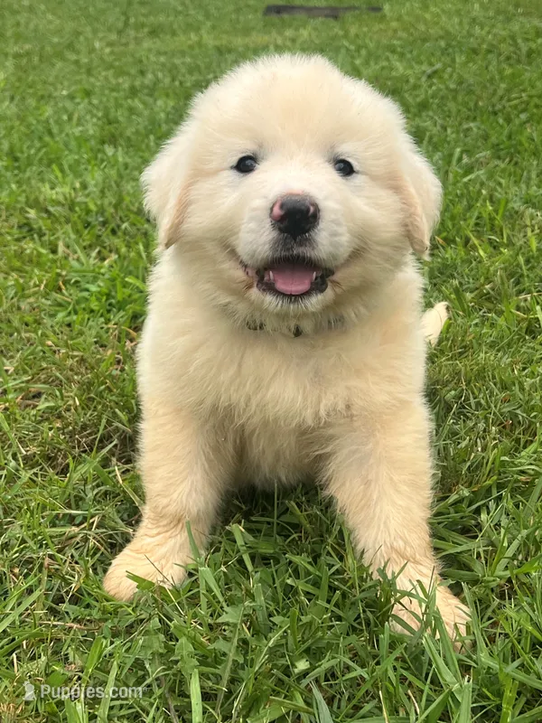 Carol – Great Pyrenees puppy for sale in Vale, NC