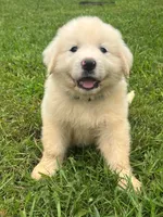 Carol, a female Great Pyrenees for sale in Vale, NC – 1 of 1