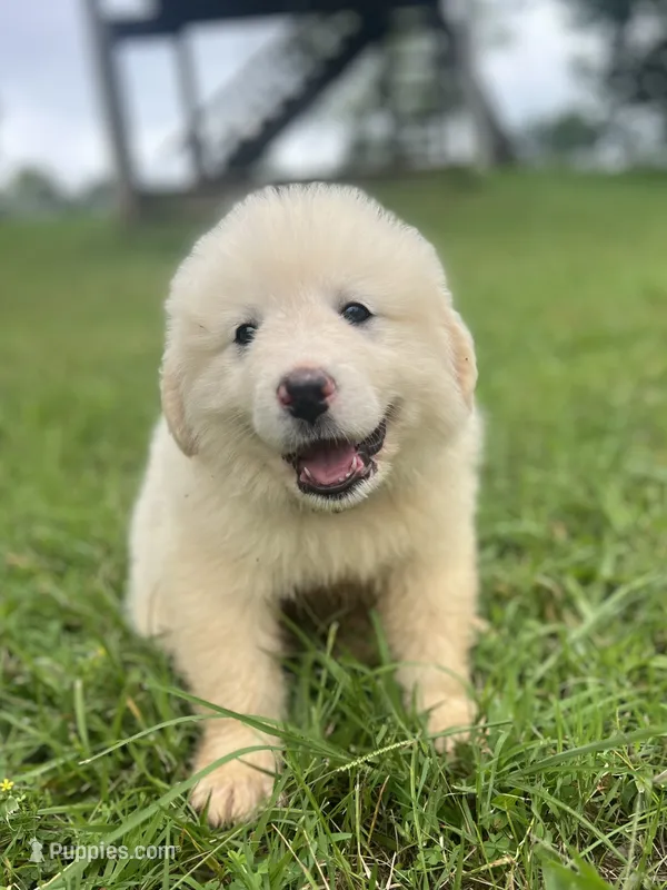 Laura – Great Pyrenees puppy for sale in Vale, NC