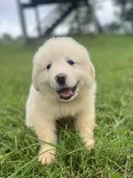 Laura, a female Great Pyrenees for sale in Vale, NC – 1 of 1