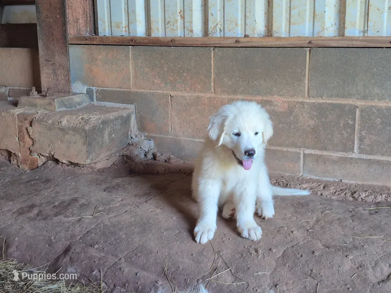 Carrie – Great Pyrenees puppy for sale in Vale, NC