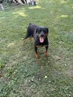 Flika, a female Rottweiler for sale in Murfreesboro, TN – 4 of 5