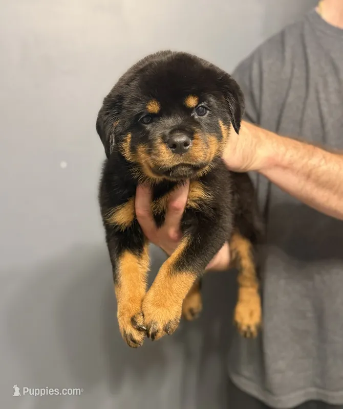 Poppy – Rottweiler puppy for sale in Murfreesboro, TN