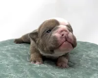 Ezra, a male English Bulldog for sale in Murfreesboro, TN – 4 of 6