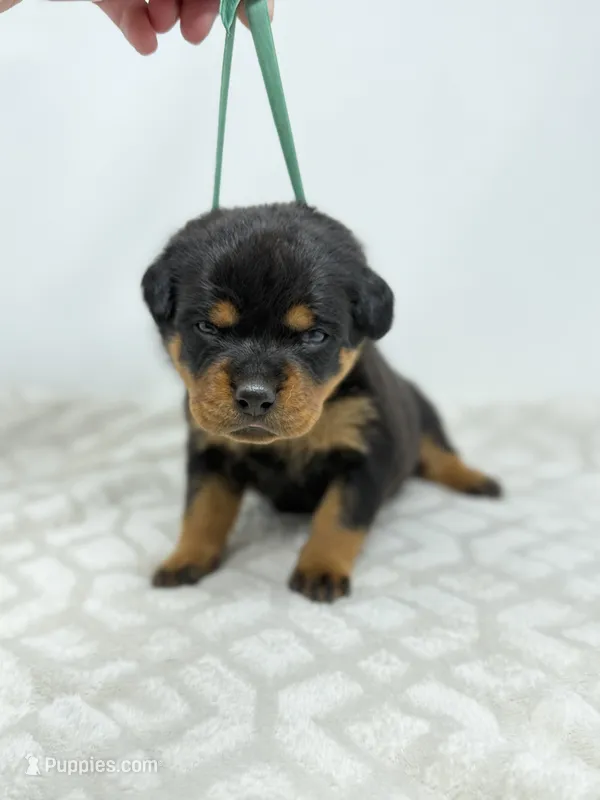 Tiny – Rottweiler puppy for sale in Murfreesboro, TN